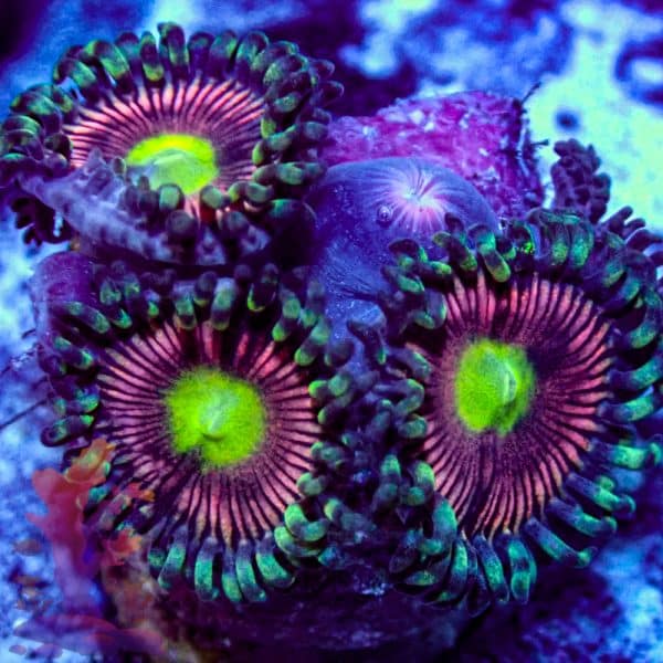 Radioactive Cat Eye - Image 8