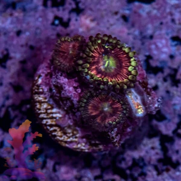 Radioactive Cat Eye - Image 9