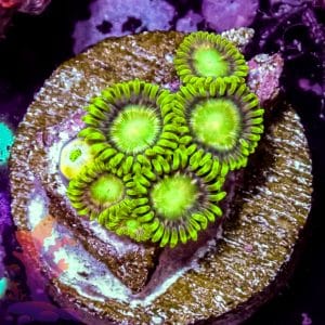 Radioactive Dragon Eyes