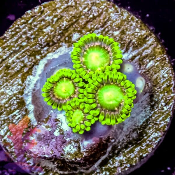 Radioactive Dragon Eyes - Image 2