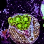 Radioactive Dragon Eyes - Image 4