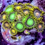 Radioactive Dragon Eyes - Image 7