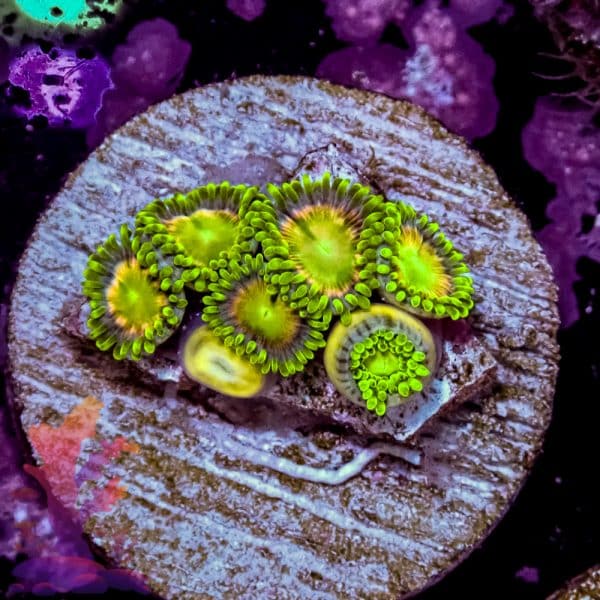 Radioactive Dragon Eyes - Image 9