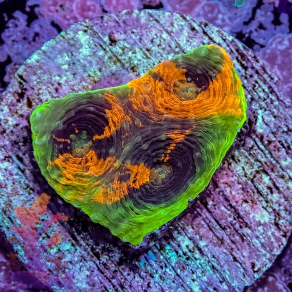 Rainbow Acan Echinata - Image 1