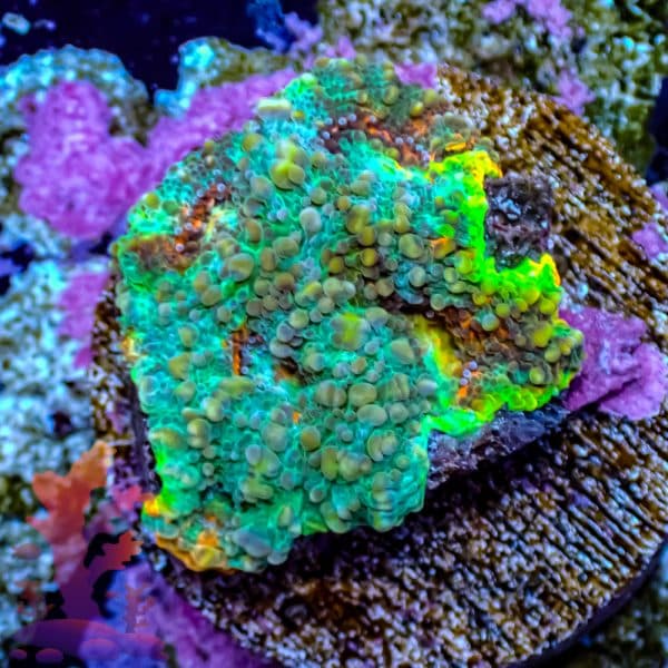 Rainbow Acan Echinata - Image 2