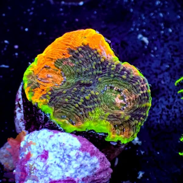 Rainbow Acan Echinata - Image 3