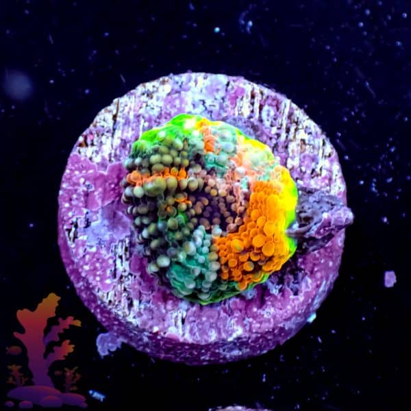 Rainbow Acan Echinata - Image 4