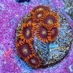 Rainbow Hornet - Image 7