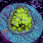 Rainbow Mouth Acan