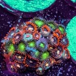 Rainbow Mouth Acan - Image 3
