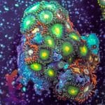 Rainbow Mouth Acan - Image 4