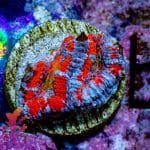 Rainbow Mouth Acan - Image 5