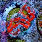 Rainbow Mouth Acan - Image 7