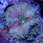 Rainbow Yuma - Image 4