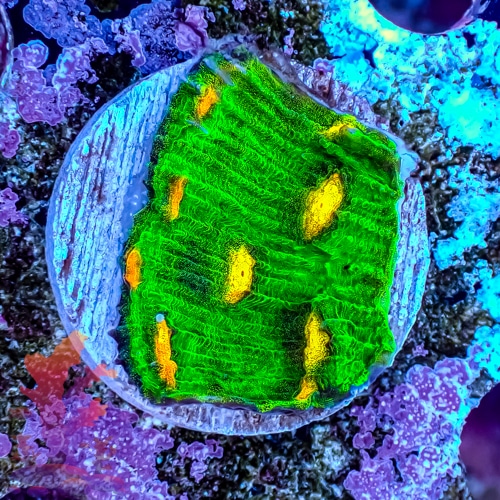 raja-rampage-chalice-1 Raja Rampage Chalice - Image 1