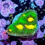 Raja Rampage Chalice - Image 10