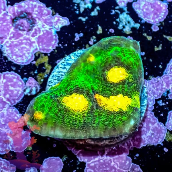 Raja Rampage Chalice - Image 10