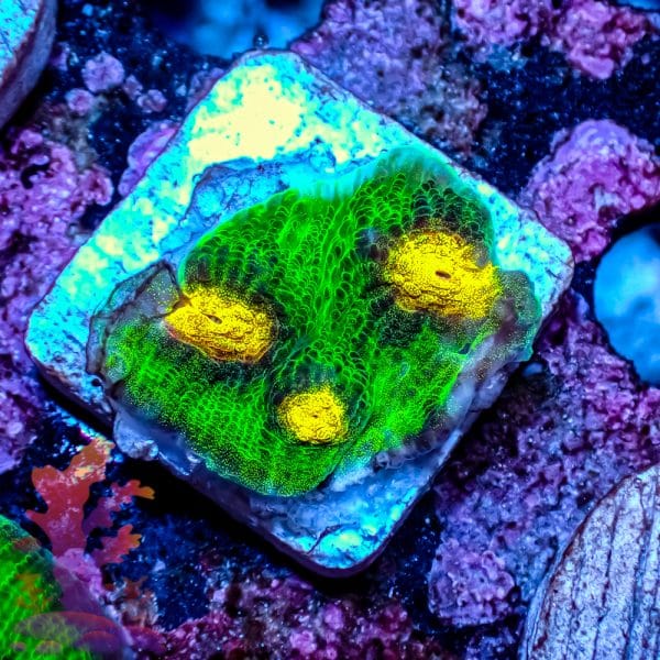 Raja Rampage Chalice - Image 2