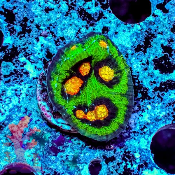 Raja Rampage Chalice - Image 3