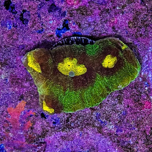 Raja Rampage Chalice - Image 4