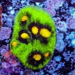 Raja Rampage Chalice - Image 5