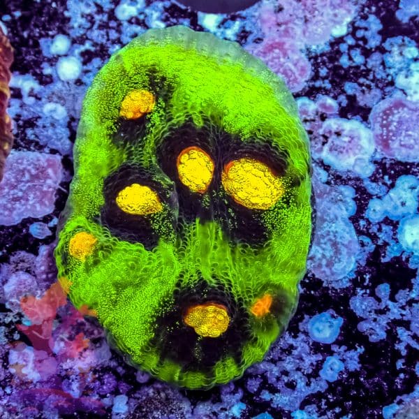 Raja Rampage Chalice - Image 5