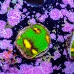 Raja Rampage Chalice - Image 6