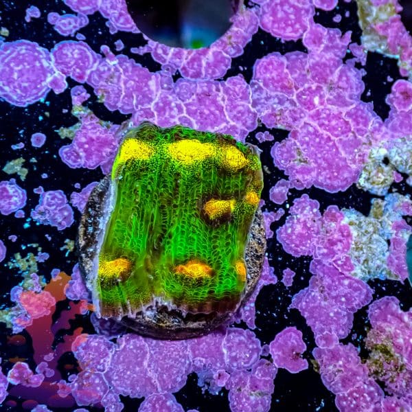 Raja Rampage Chalice - Image 7