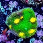 Raja Rampage Chalice - Image 8