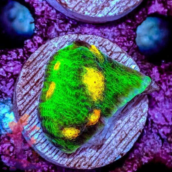 Raja Rampage Chalice - Image 9