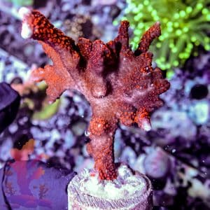 Red Digitata