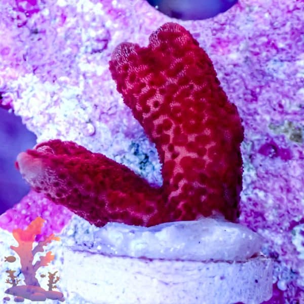 Red Digitata - Image 10