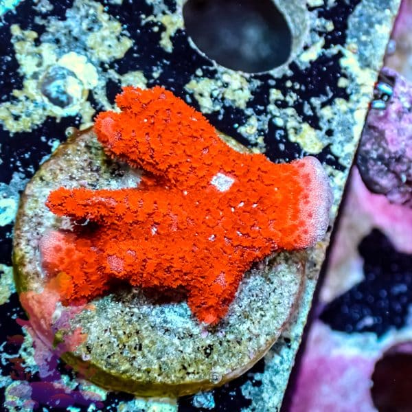 Red Digitata - Image 2
