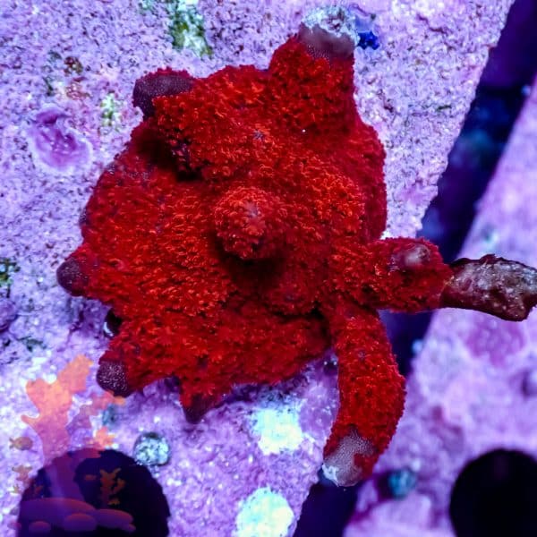 Red Digitata - Image 3
