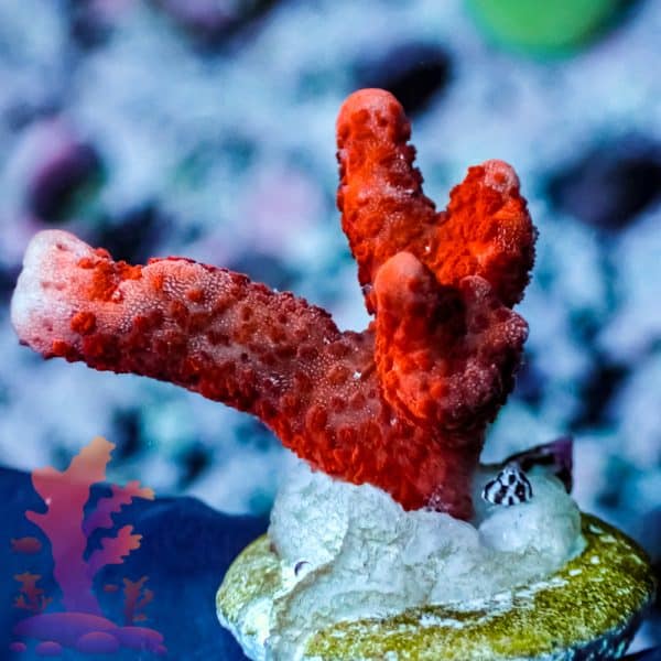Red Digitata - Image 4