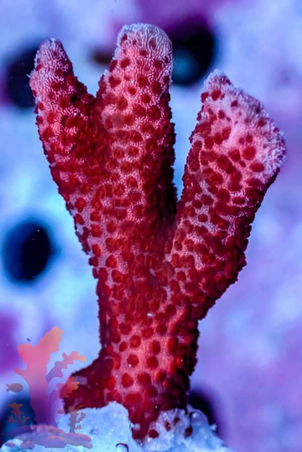 Red Digitata - Image 5
