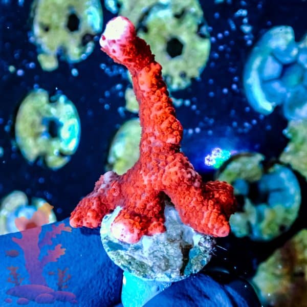 Red Digitata - Image 6