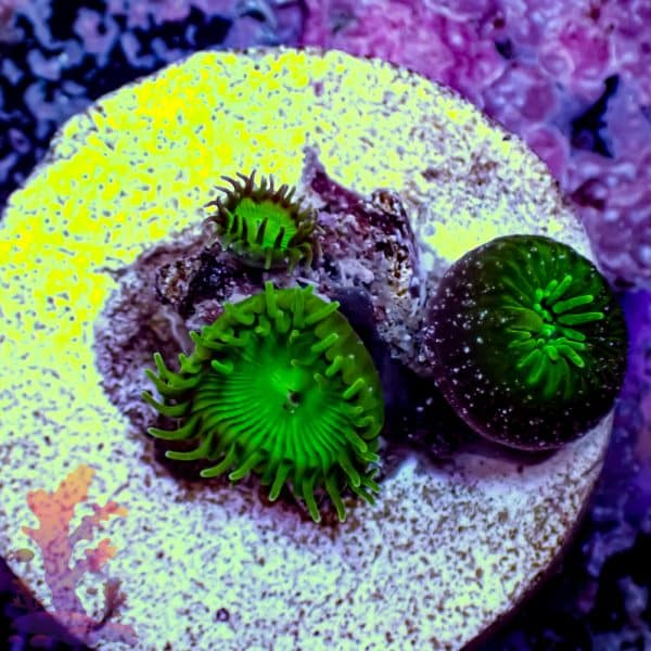 Red Digitata - Image 7