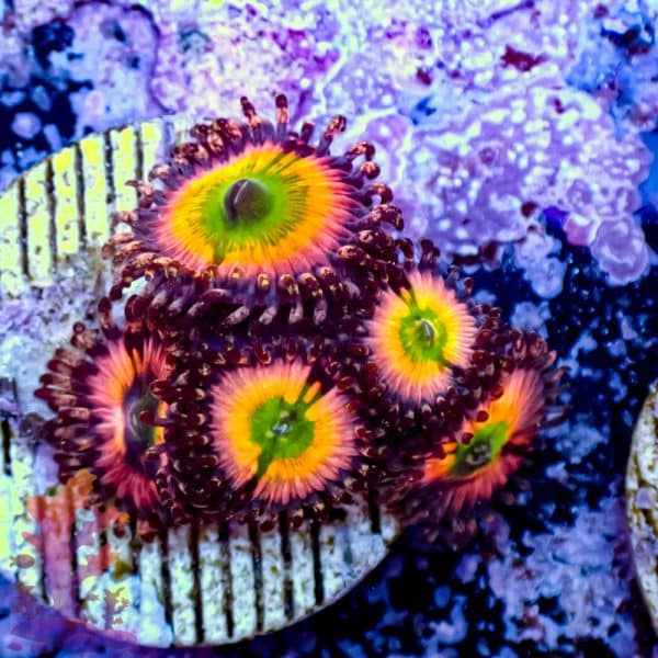Red Digitata - Image 8