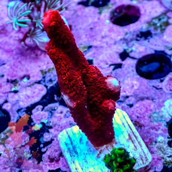 Red Digitata - Image 9