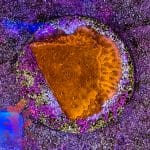 Red Plating Montipora