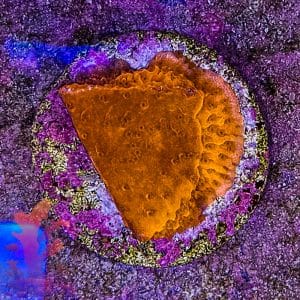Red Plating Montipora