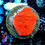 Red Plating Montipora - Image 10