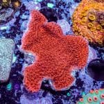 Red Plating Montipora - Image 2