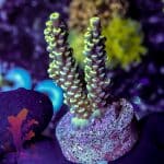 Red Plating Montipora - Image 3
