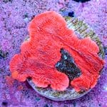 Red Plating Montipora - Image 4