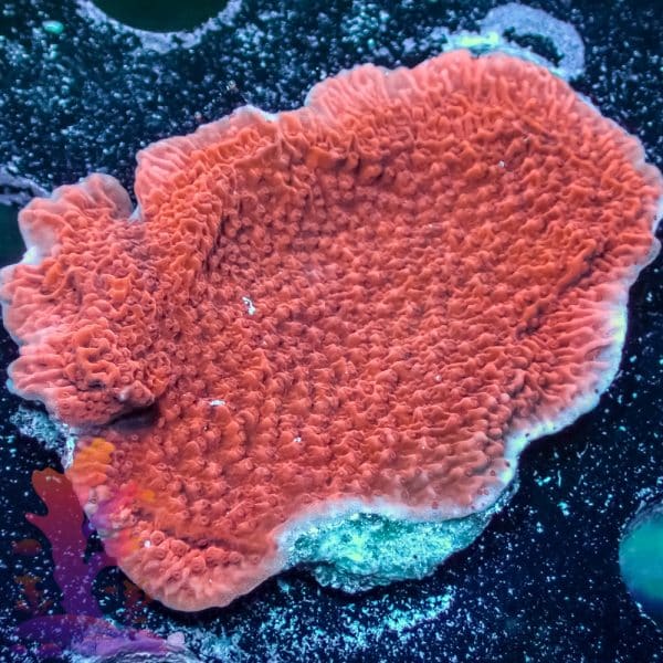 Red Plating Montipora - Image 5