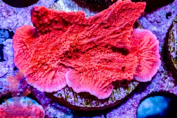 Red Plating Montipora - Image 6