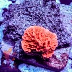 Red Plating Montipora - Image 7