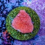 Red Plating Montipora - Image 8